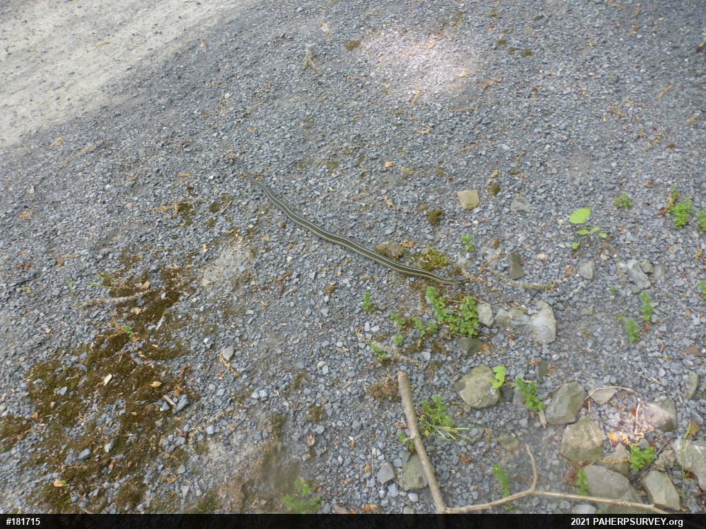 Eastern Gartersnake