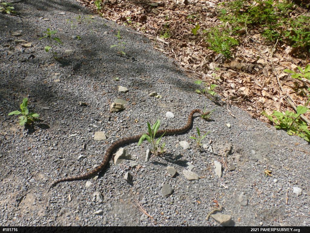 Eastern Milksnake