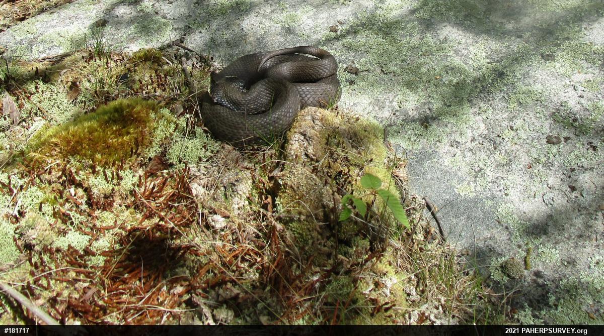 Eastern Hog-nosed Snake