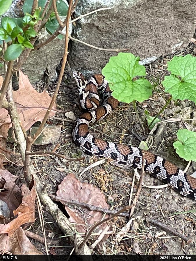 Eastern Milksnake