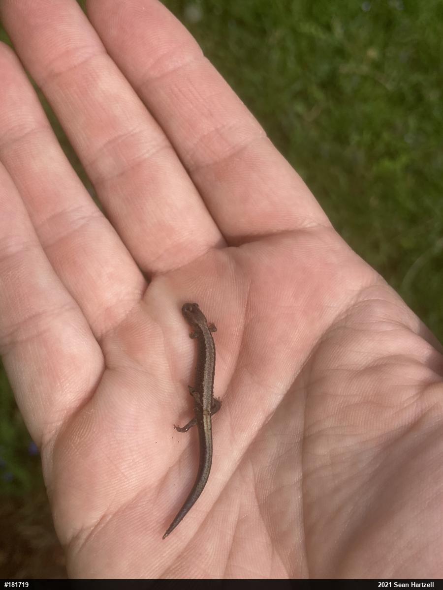 Eastern Red-backed  Salamander