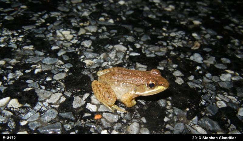 Green Frog