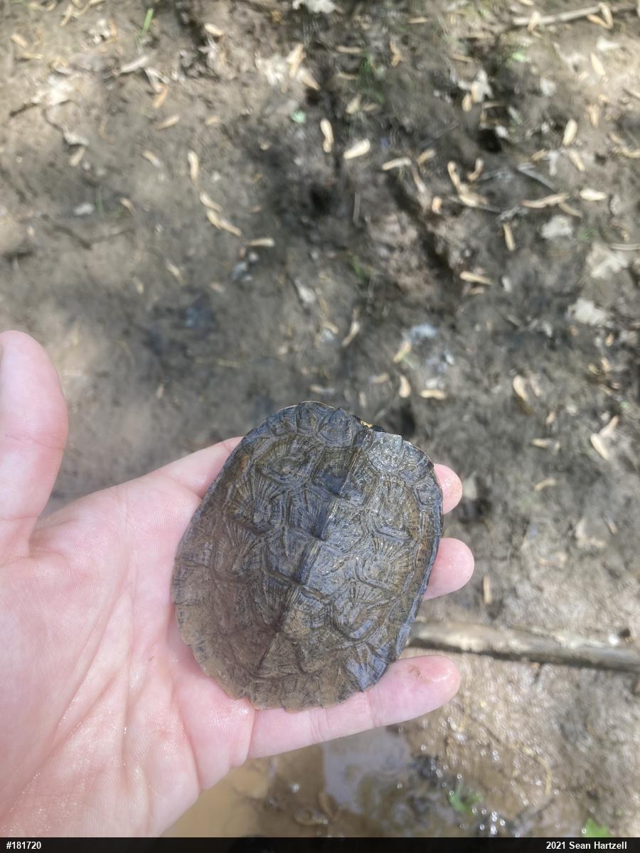 Wood Turtle
