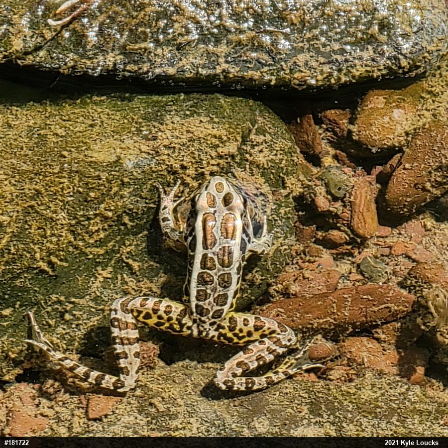 Pickerel Frog