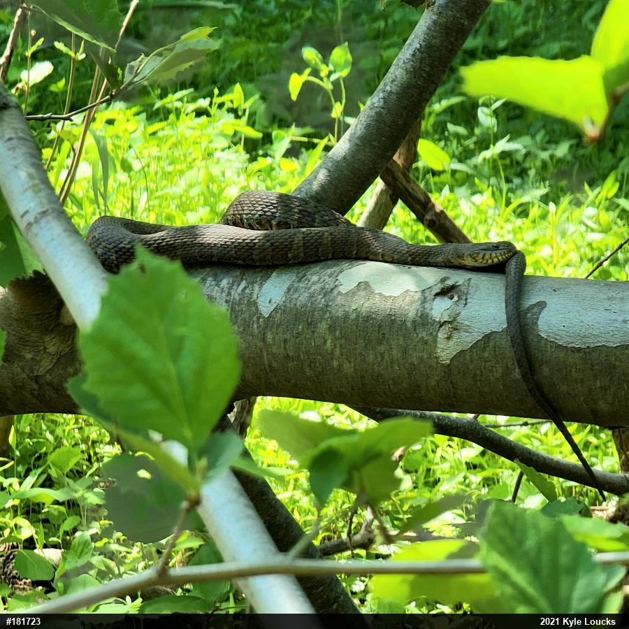Northern Watersnake