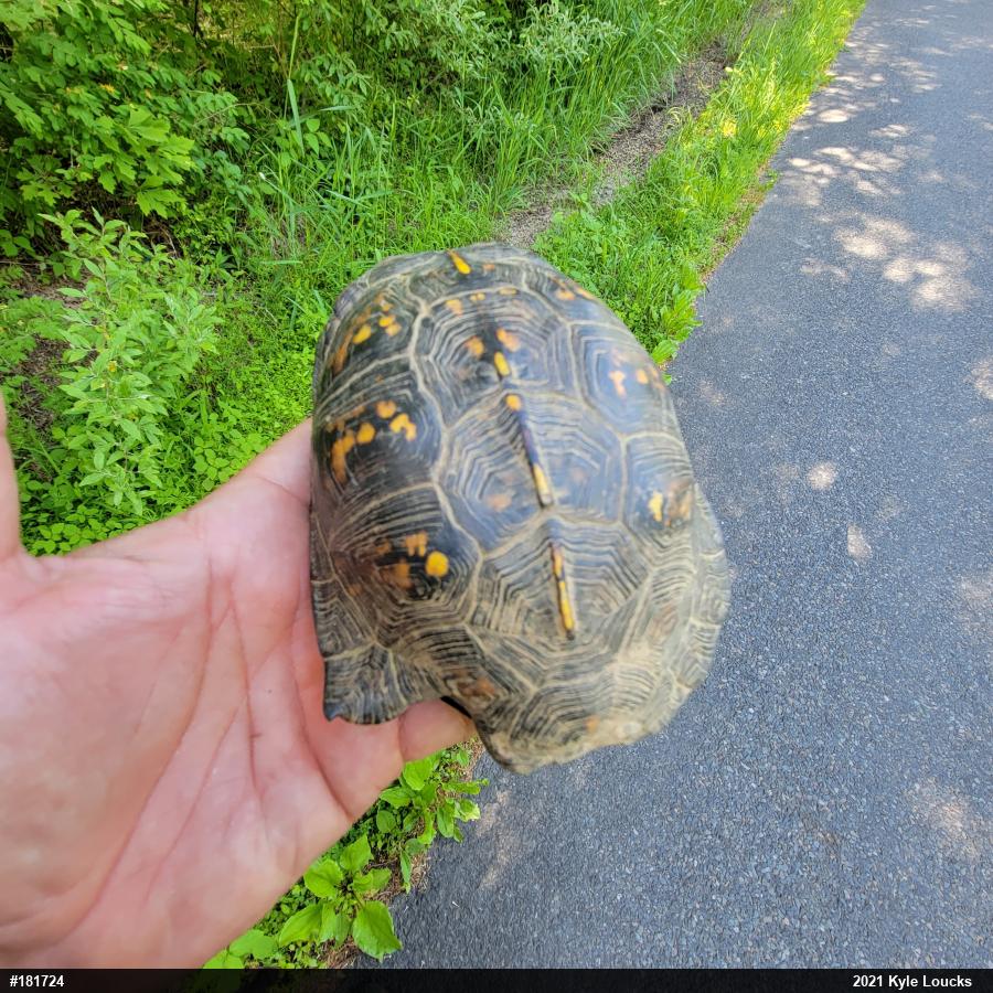 Eastern Box Turtle