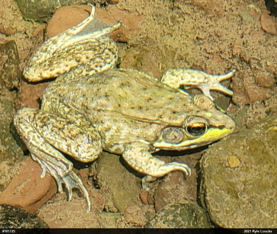 Green Frog