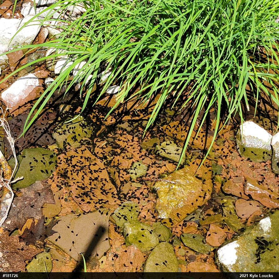 Eastern American Toad