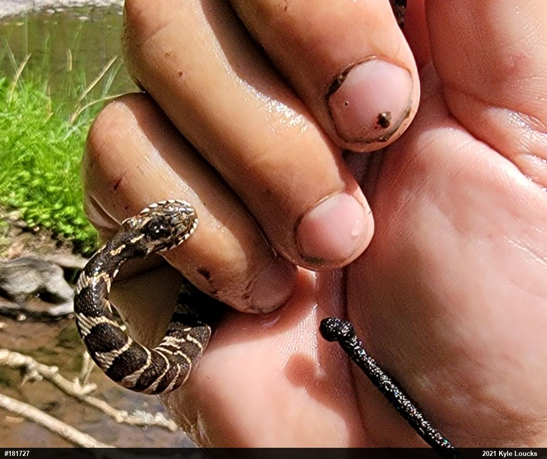 Northern Watersnake