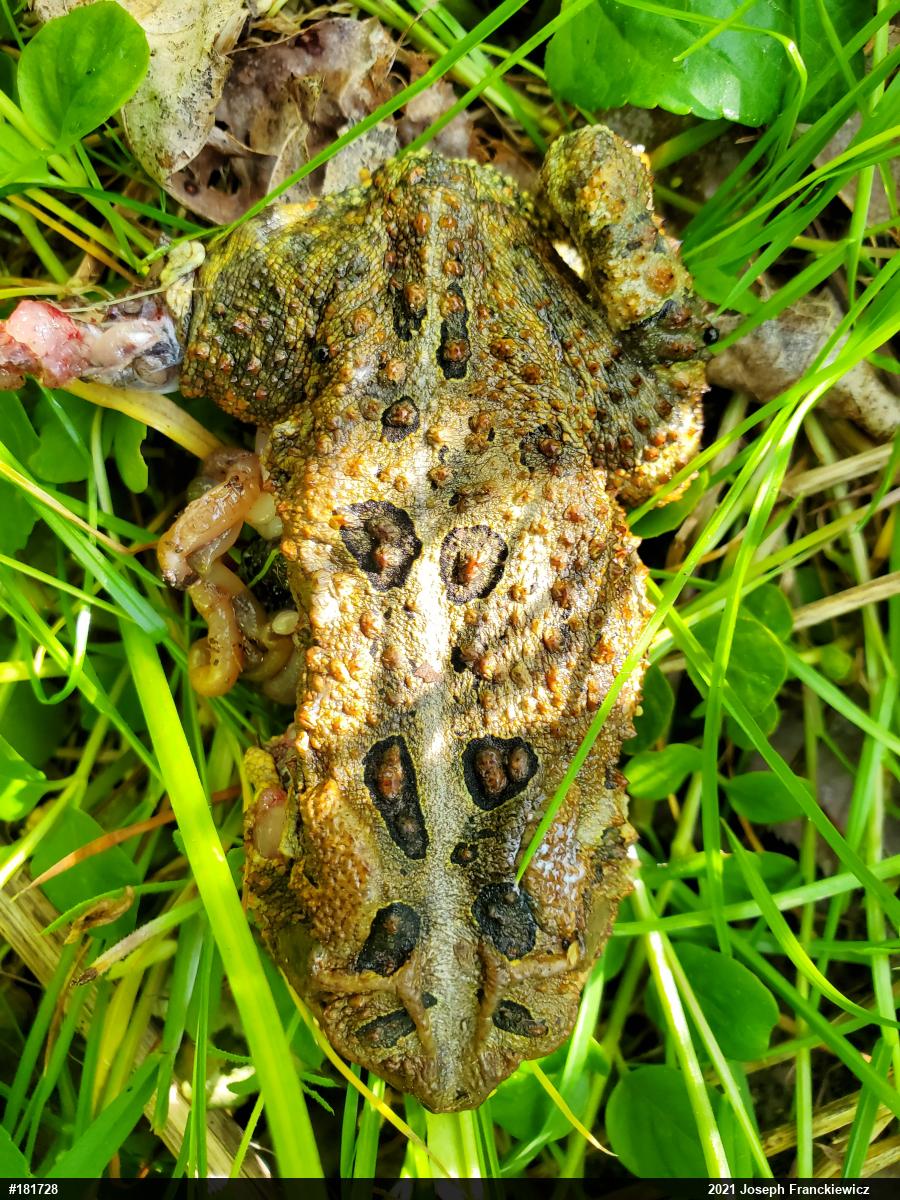Eastern American Toad