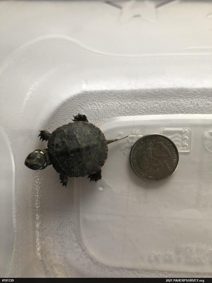 Painted Turtle