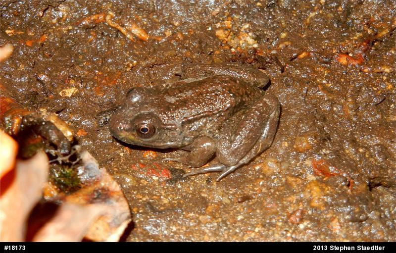 Green Frog