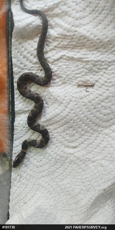 Northern Watersnake