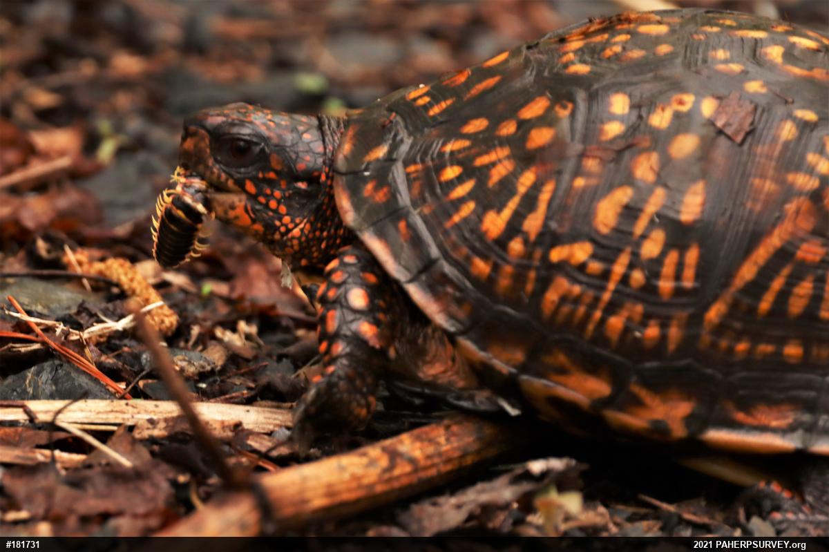 Eastern Box Turtle