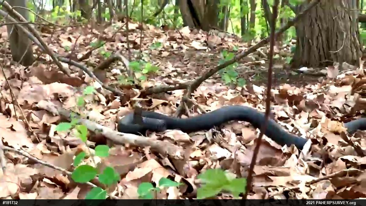 Northern Black Racer