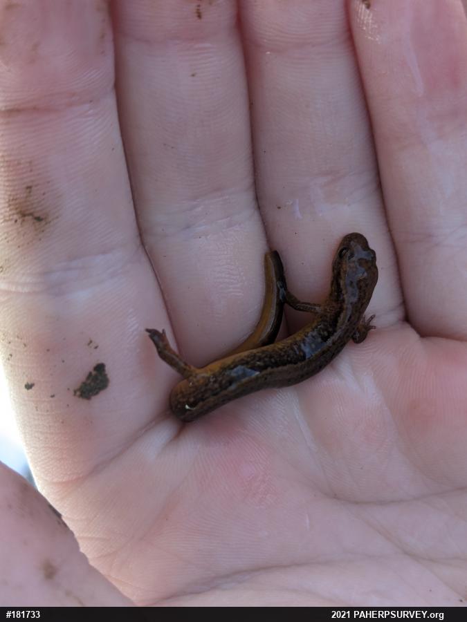 Northern Two-lined Salamander