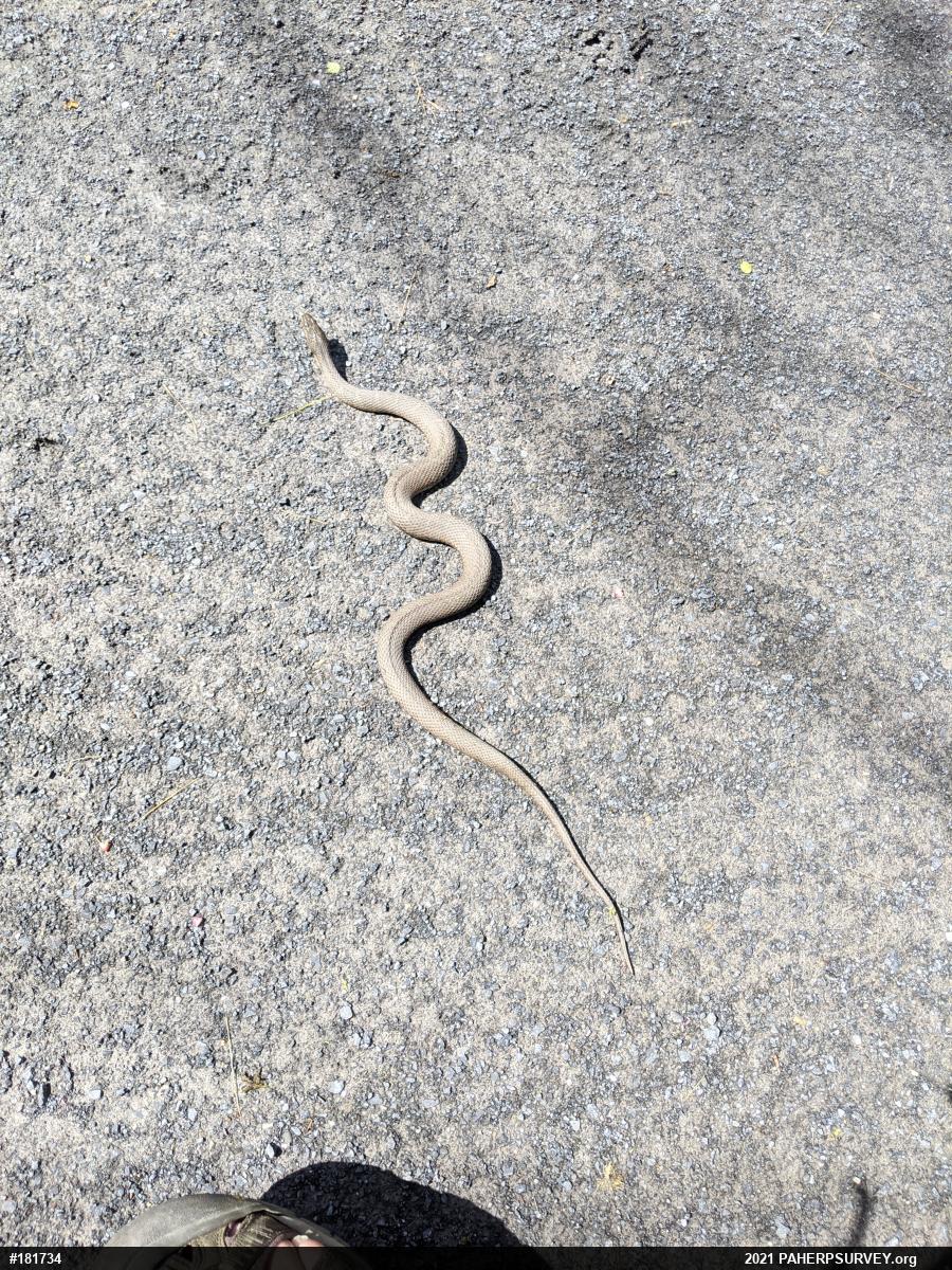 Northern Watersnake