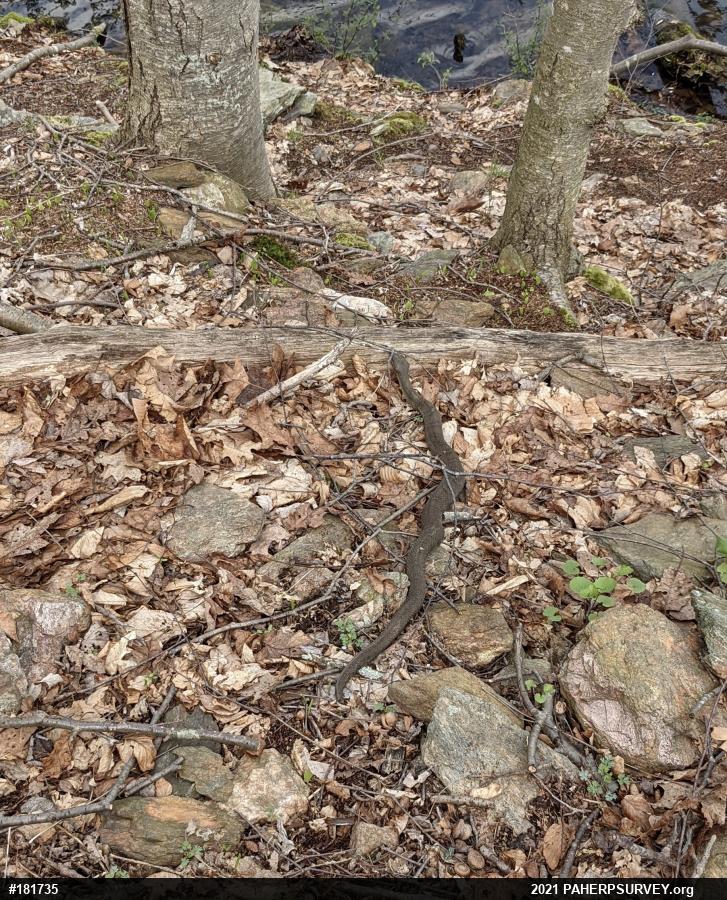 Northern Watersnake