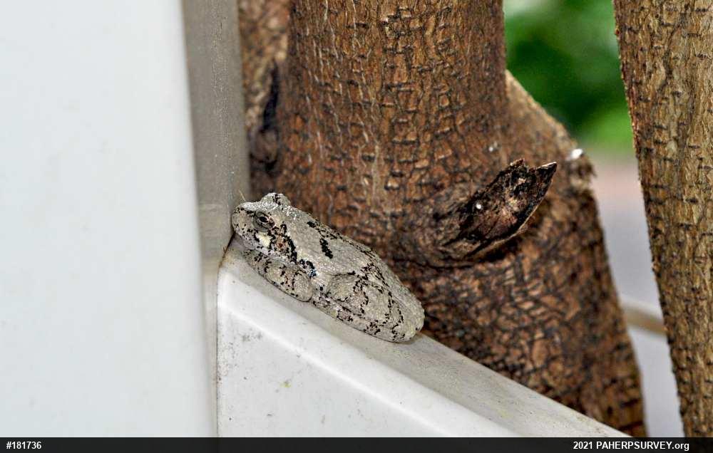 Unknown Gray Treefrog