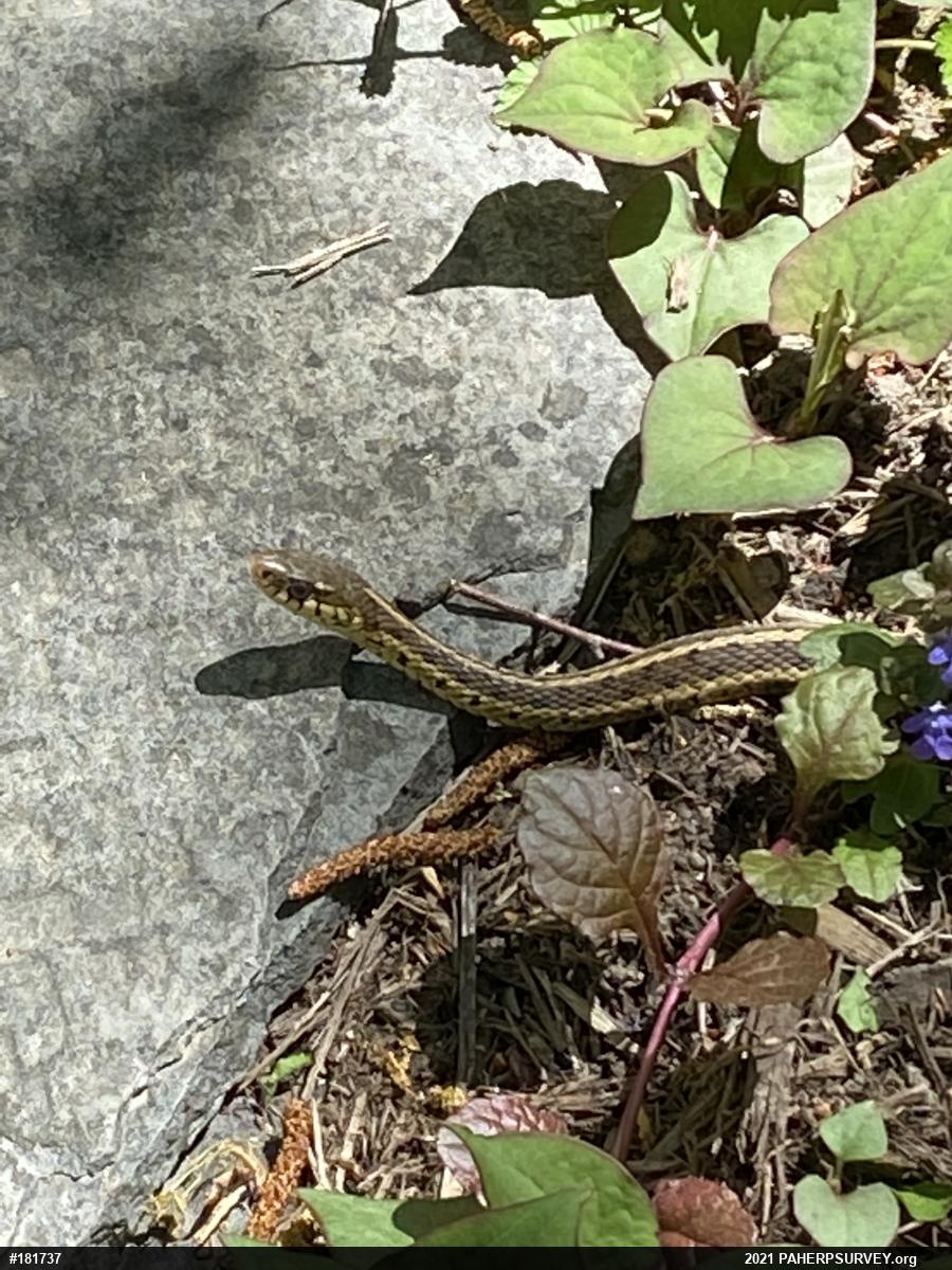 Eastern Gartersnake