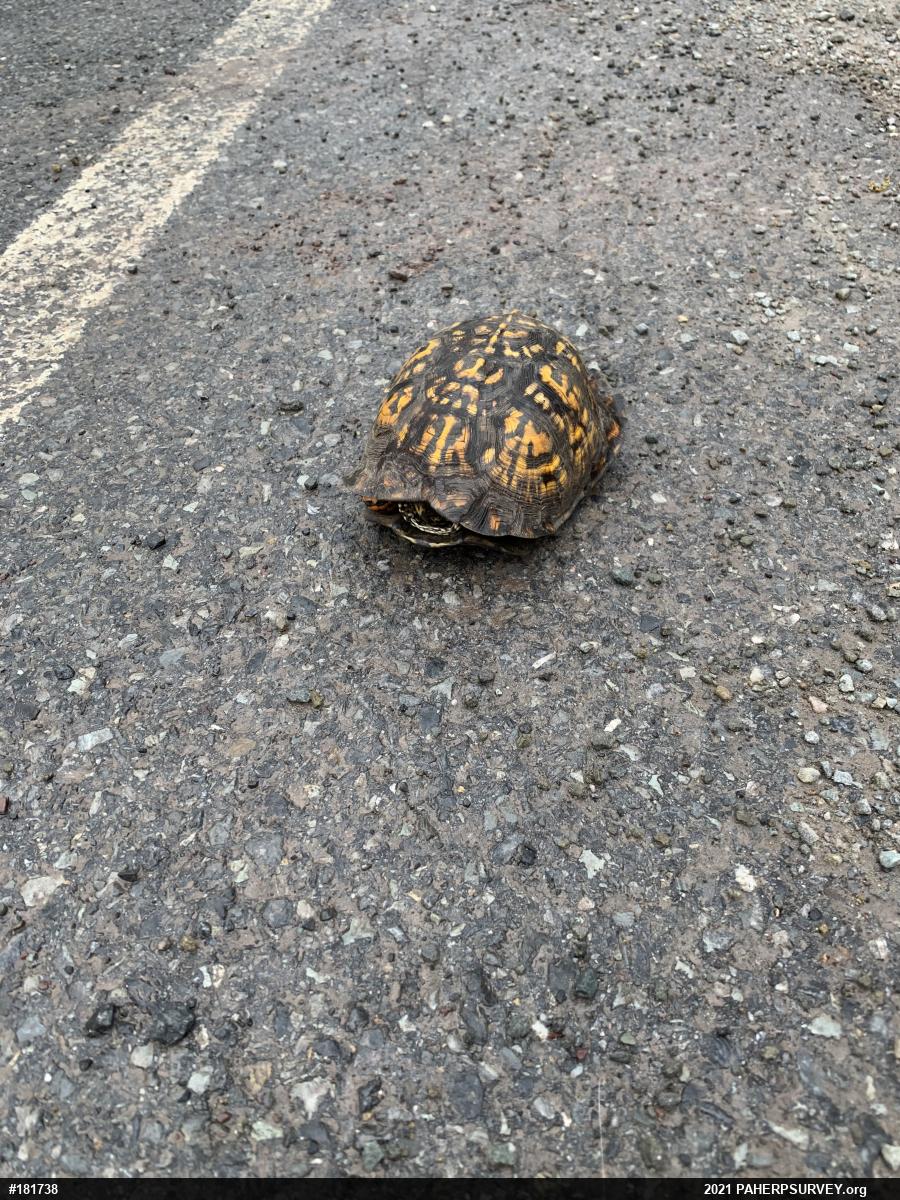 Eastern Box Turtle