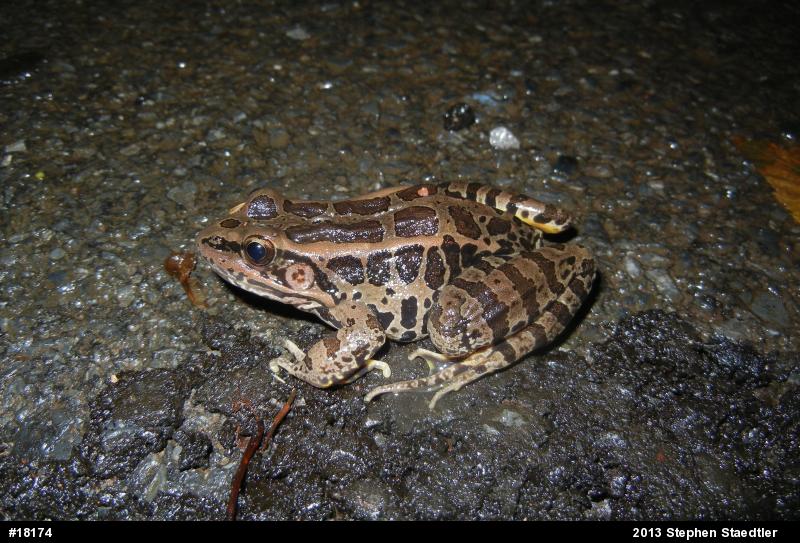 Pickerel Frog