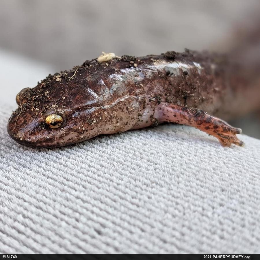 Northern Red Salamander