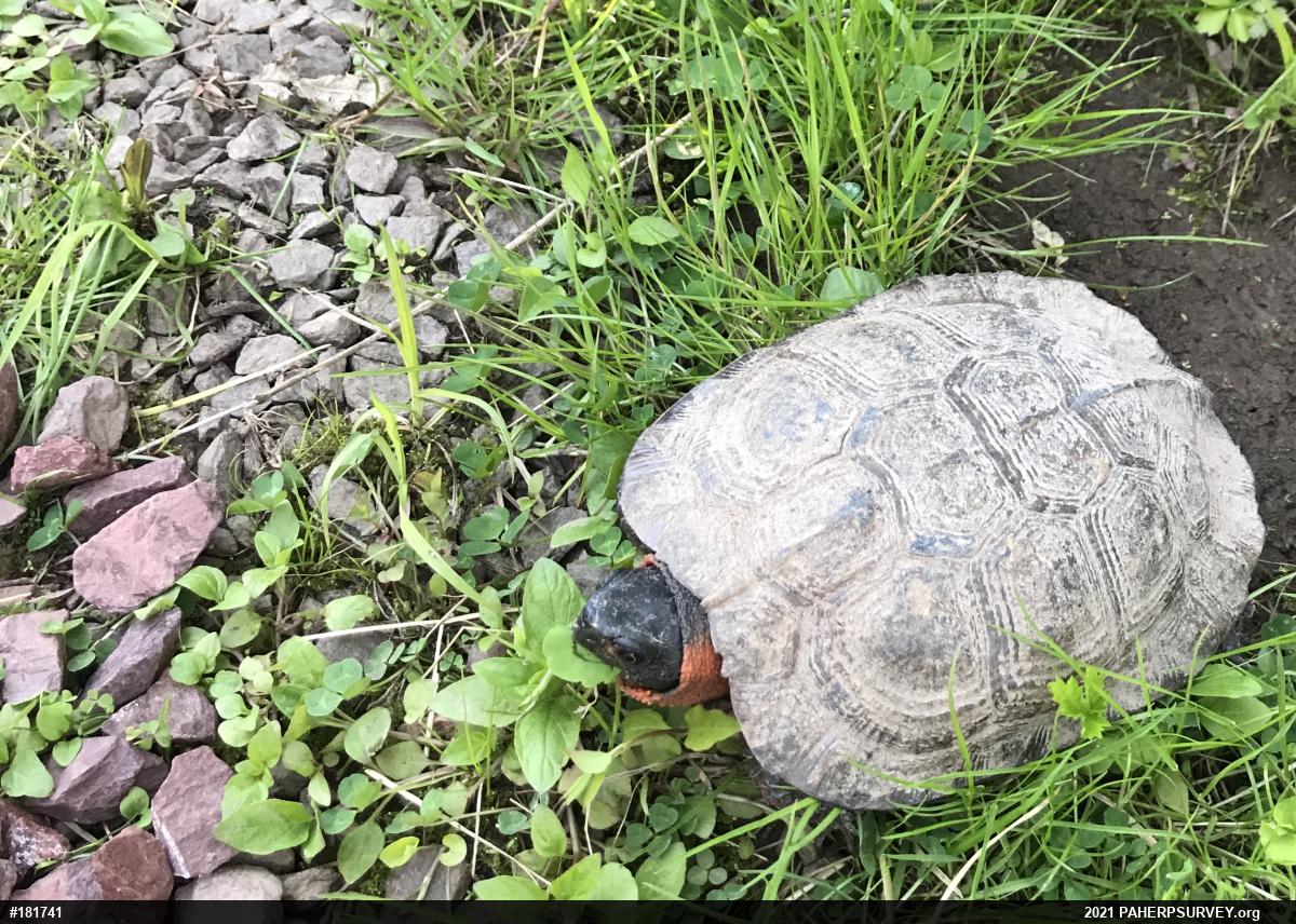 Wood Turtle