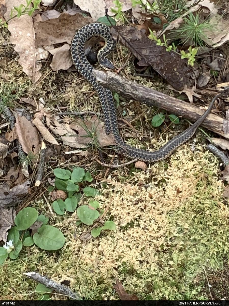 Eastern Gartersnake