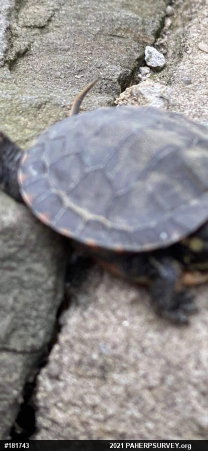 Painted Turtle