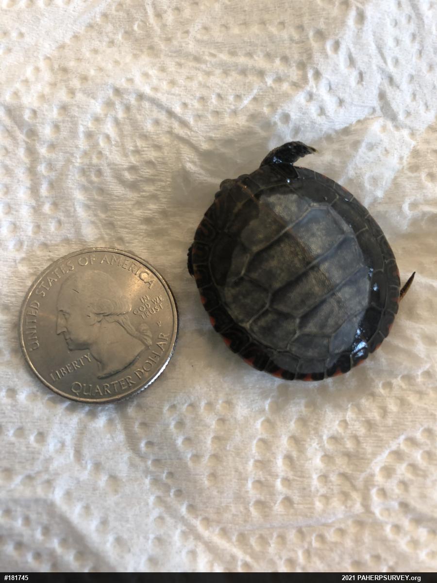 Painted Turtle