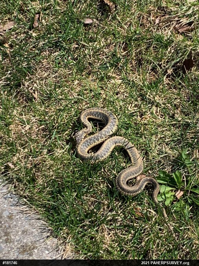 Eastern Gartersnake
