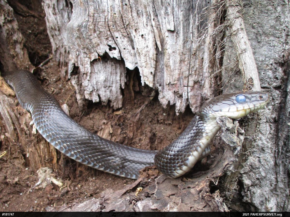 Eastern Ratsnake