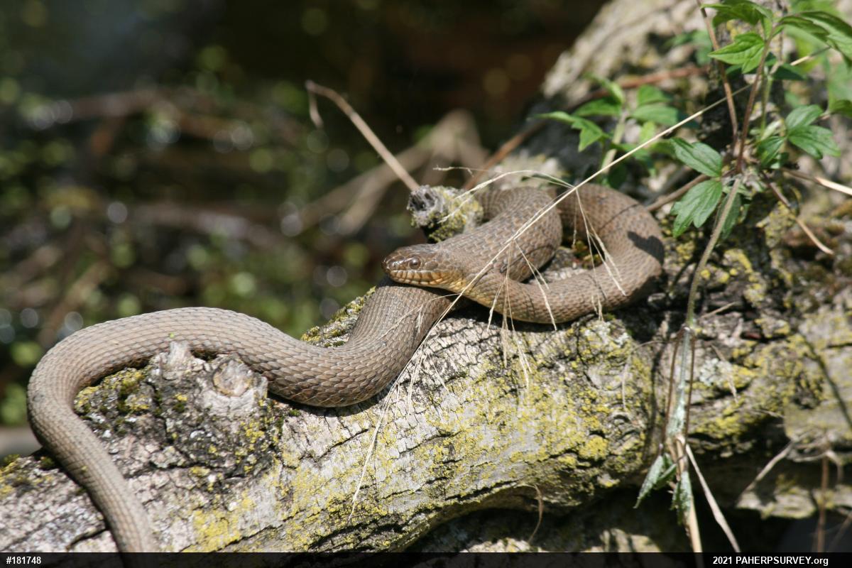 Northern Watersnake