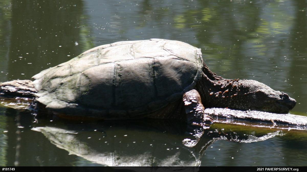 Snapping Turtle