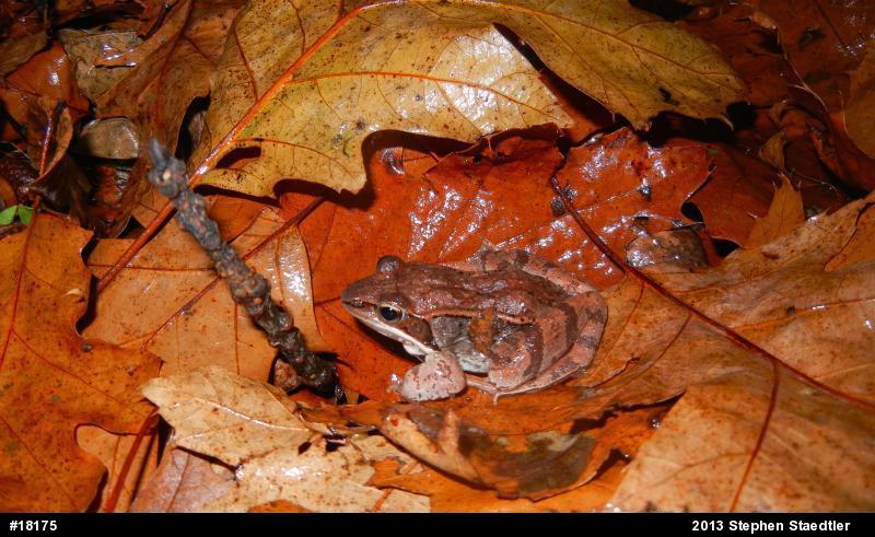 Wood Frog
