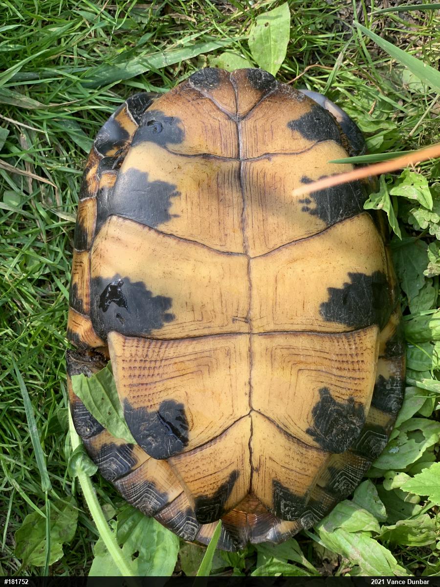 Wood Turtle