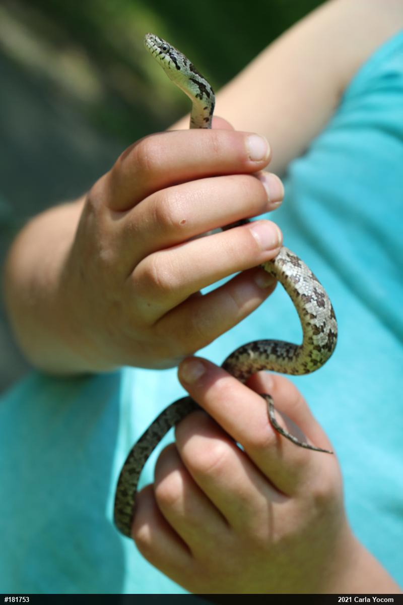 Eastern Ratsnake