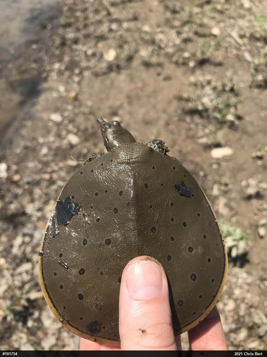 Eastern Spiny Softshell