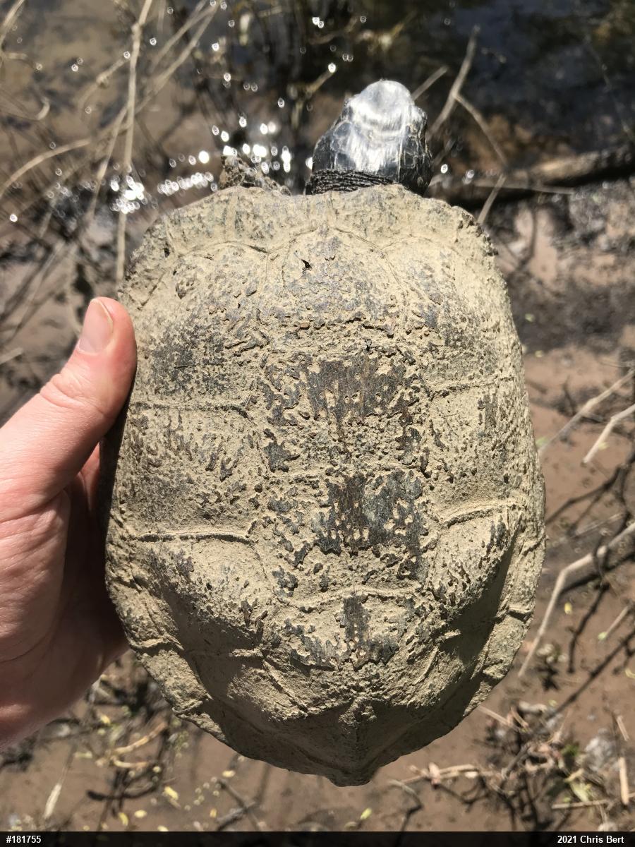 Wood Turtle
