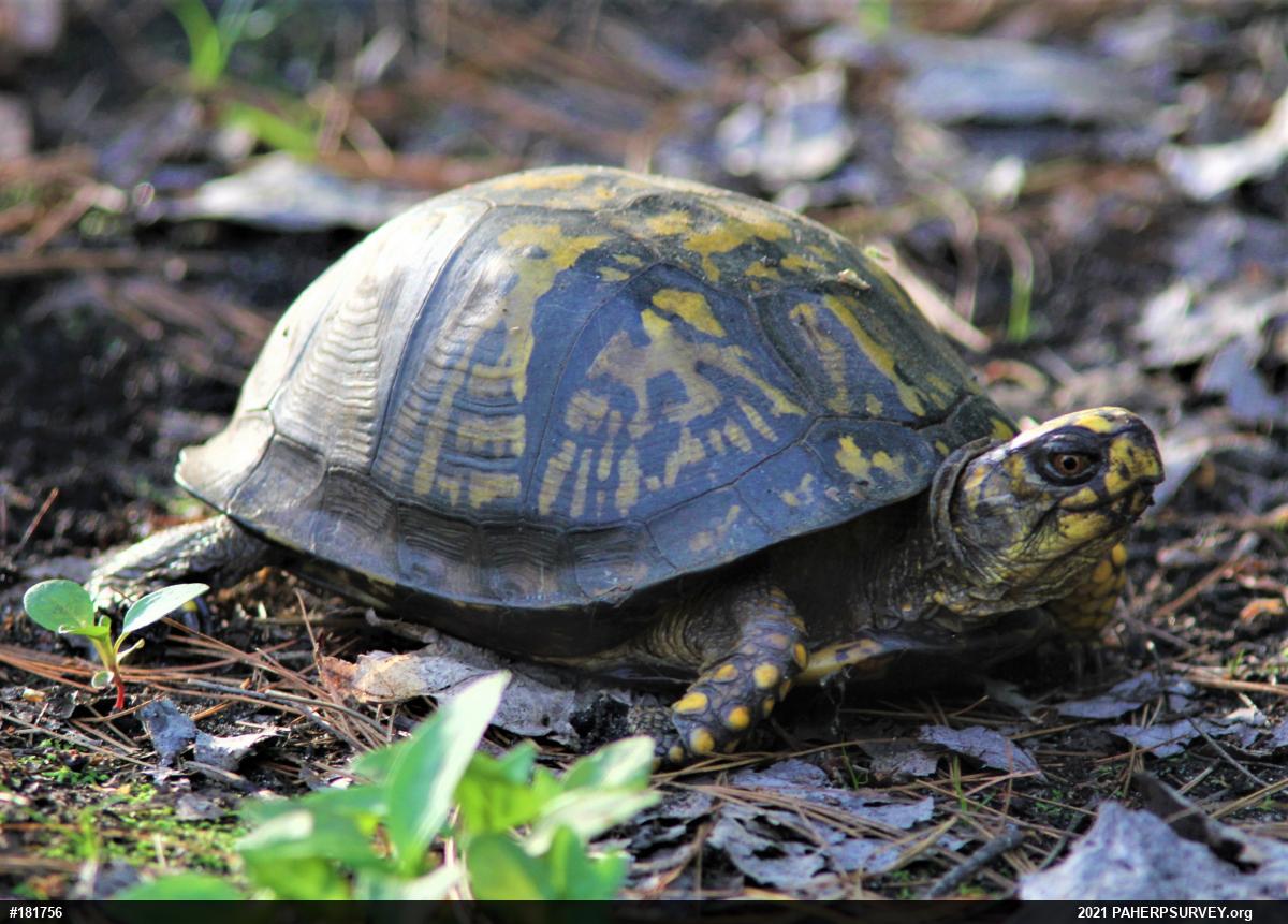 Eastern Box Turtle
