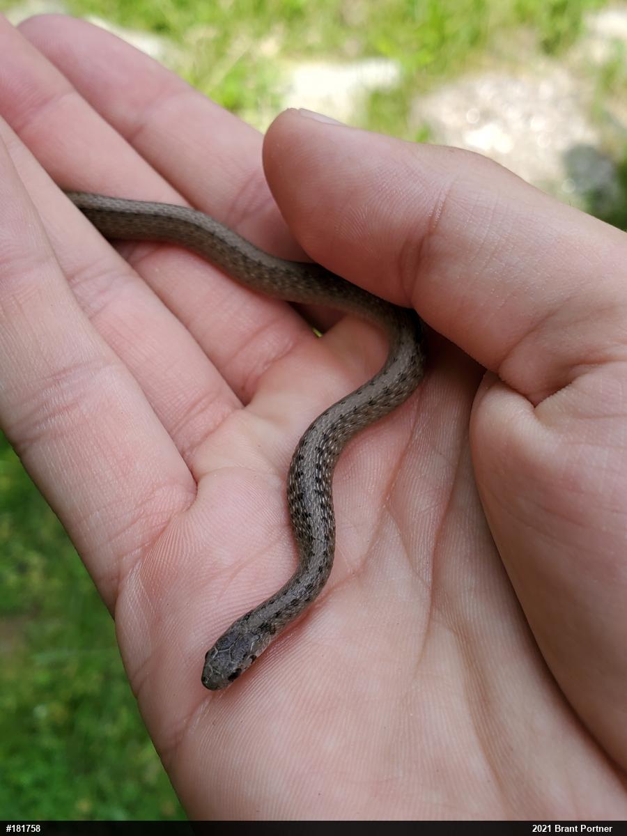 Dekay's Brownsnake