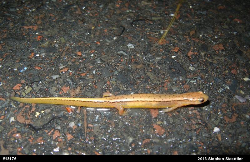 Northern Two-lined Salamander