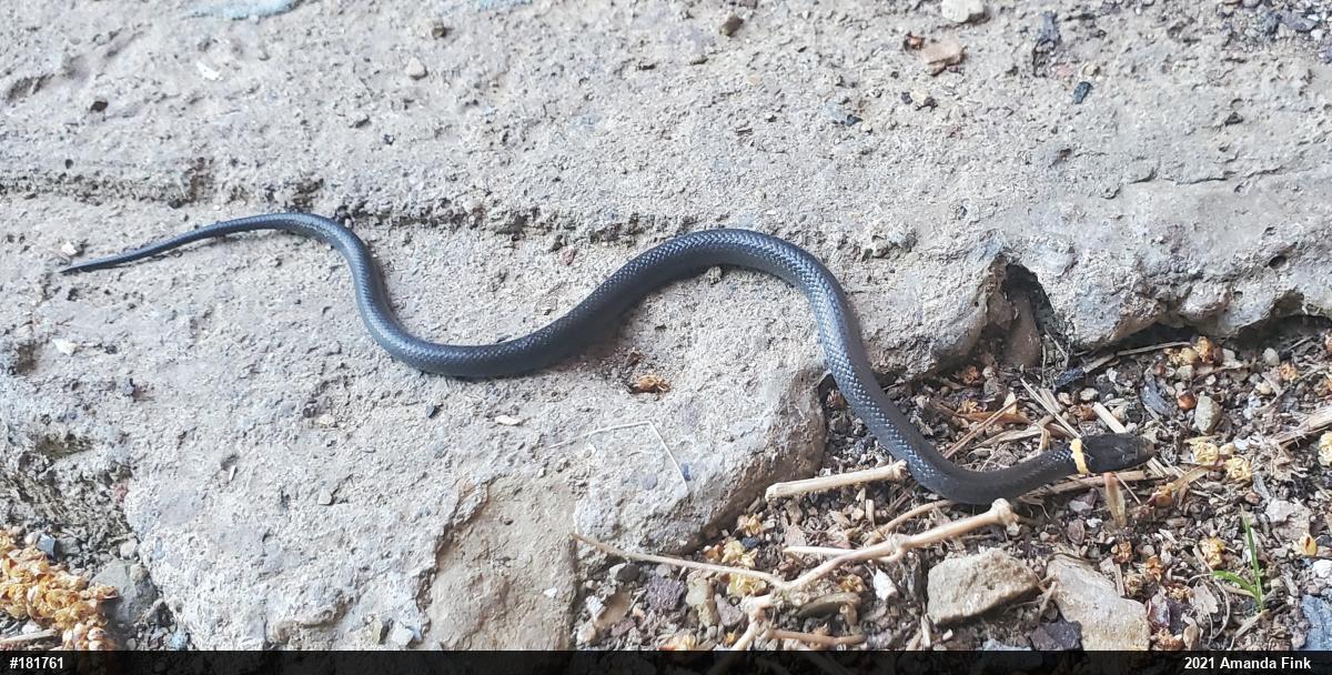 Northern Ring-necked Snake