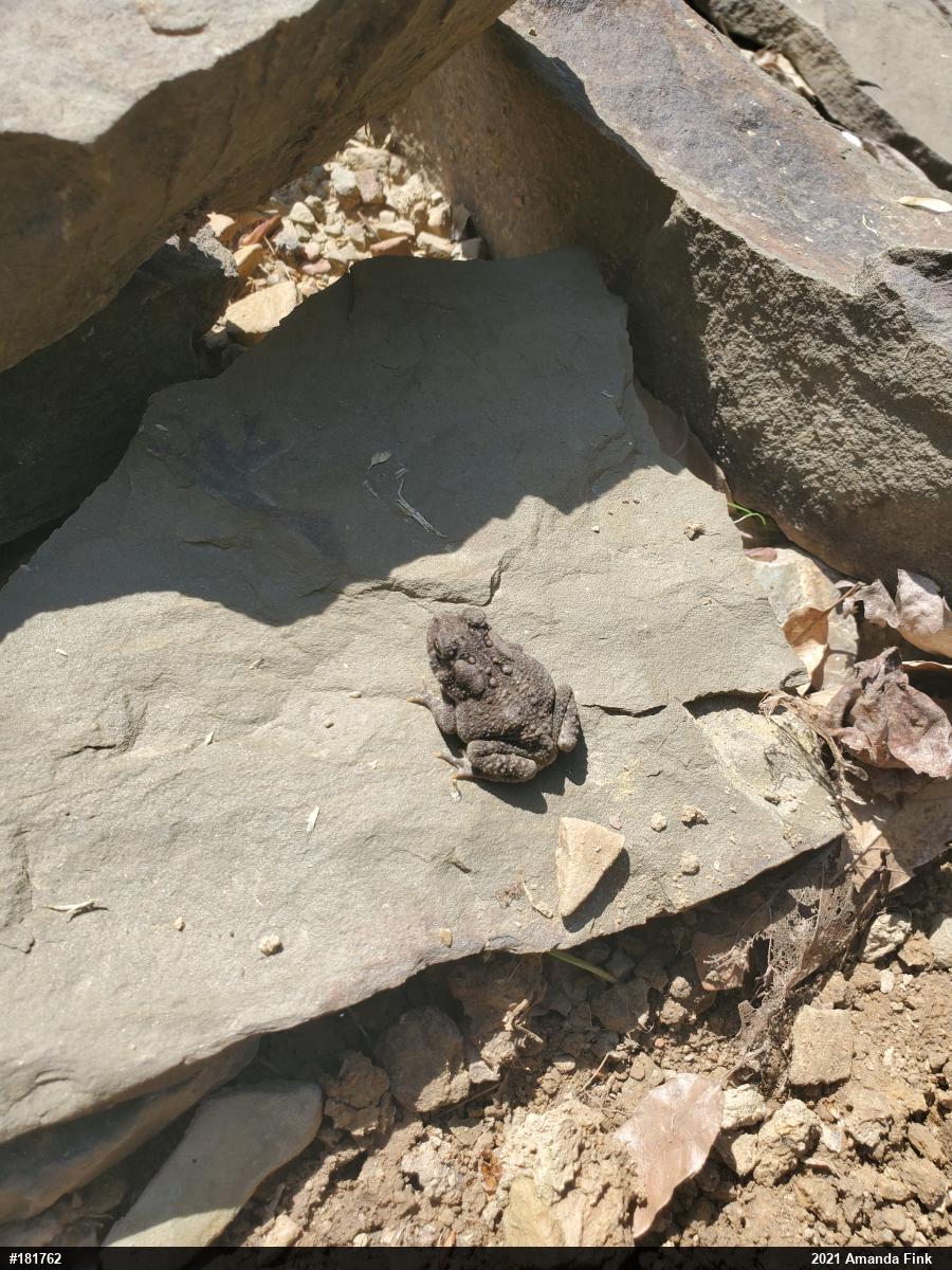 Eastern American Toad