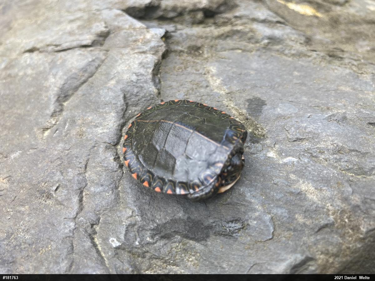 Painted Turtle