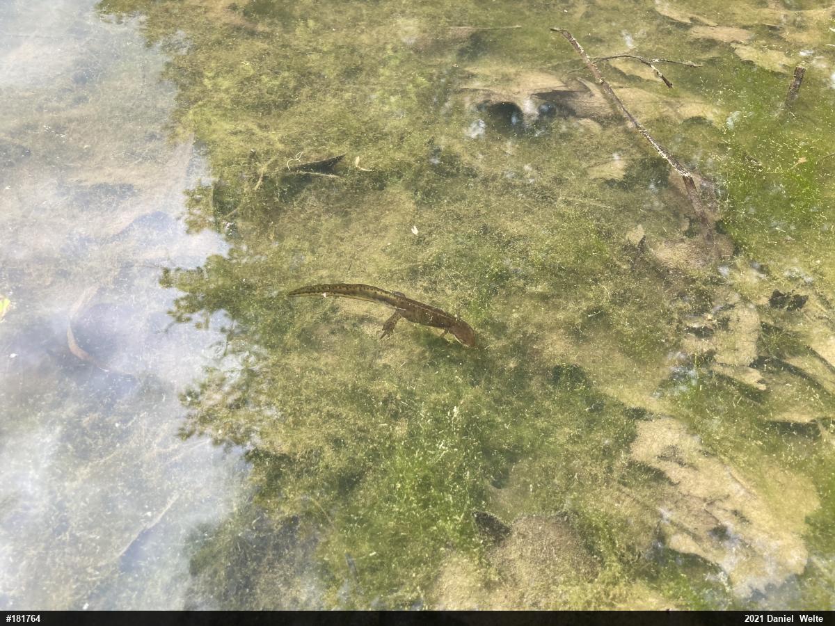 Red-spotted Newt