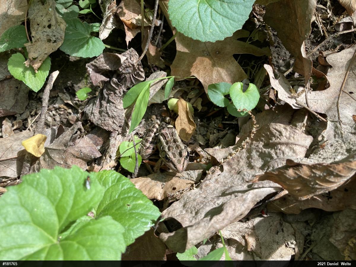 Pickerel Frog