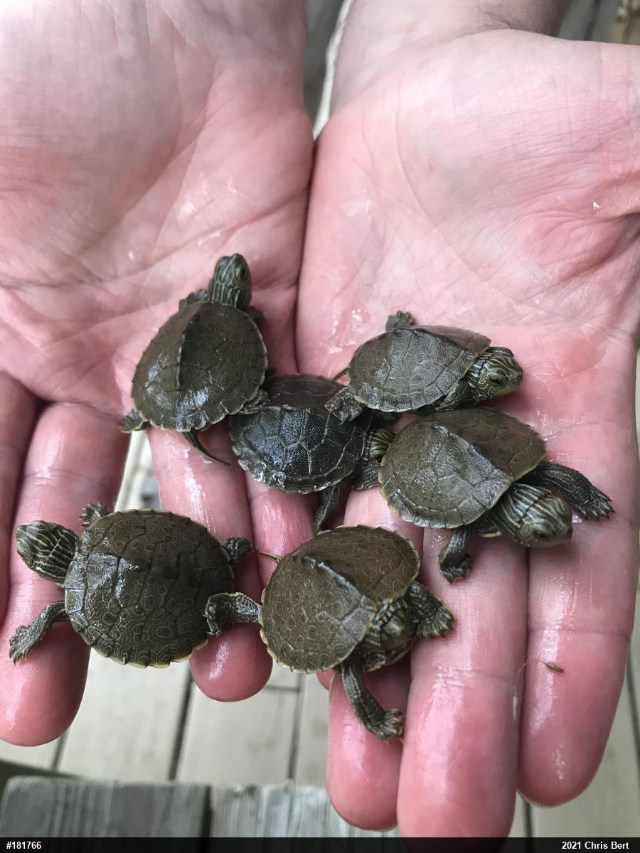 Northern Map Turtle