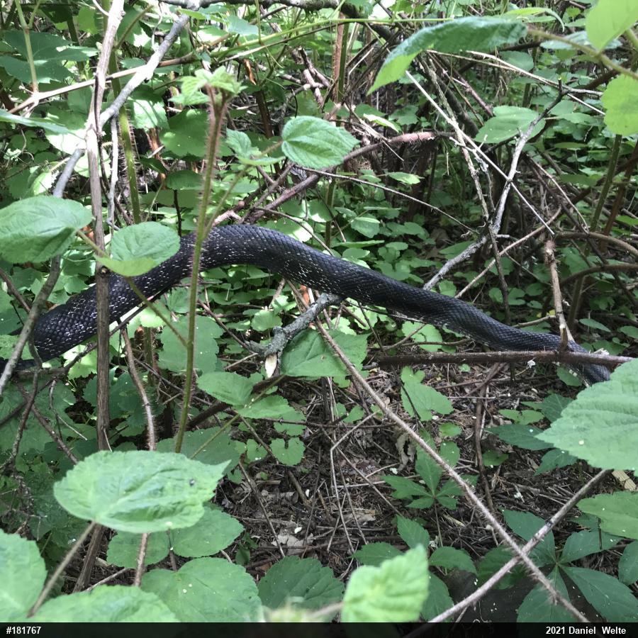 Eastern Ratsnake